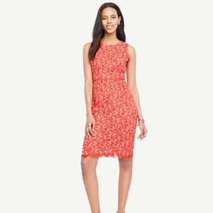 NWT Ann Taylor Two Tone Lace Sheath Dress